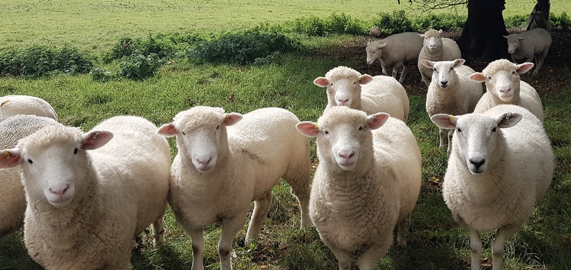 sheep on small holding