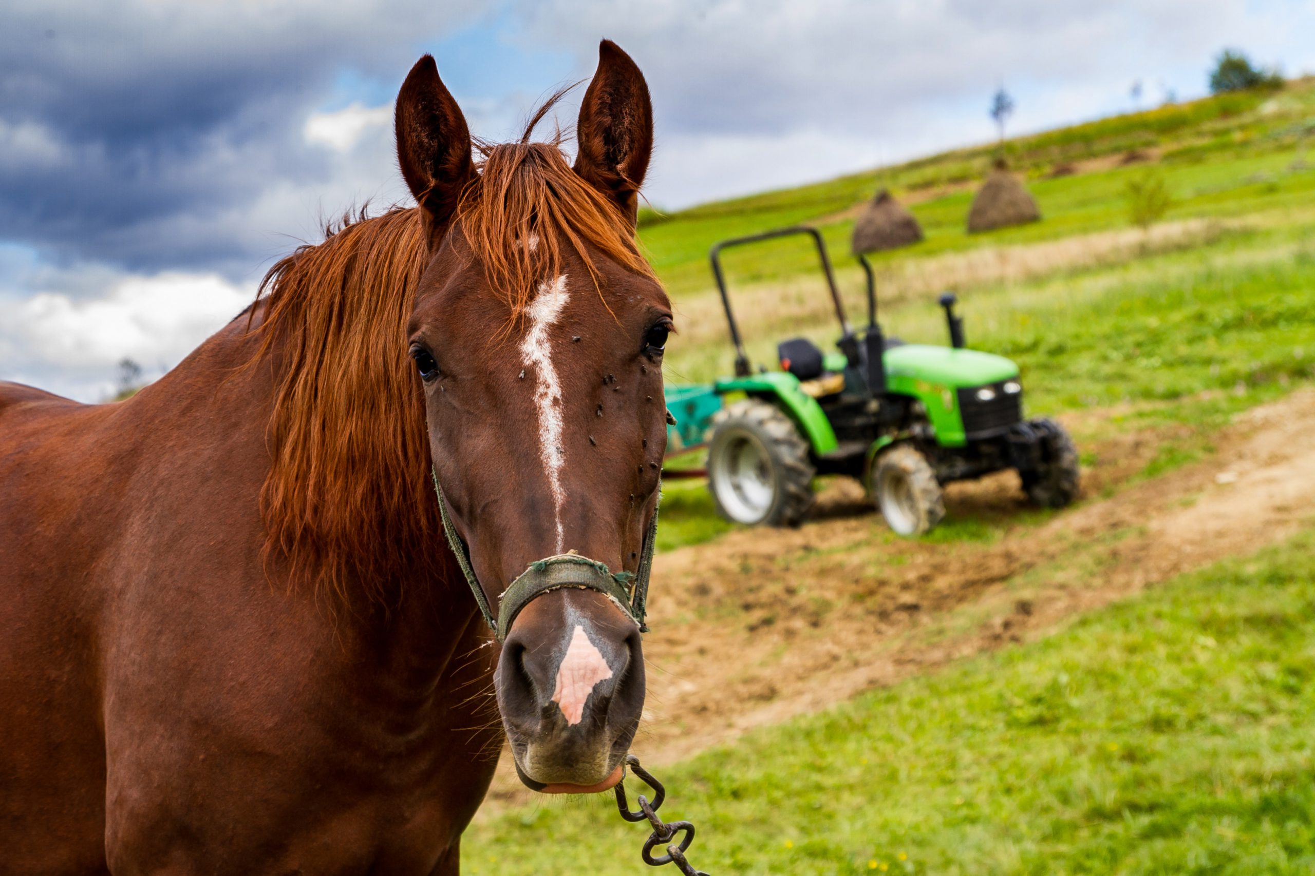 Horse and a small green tractor